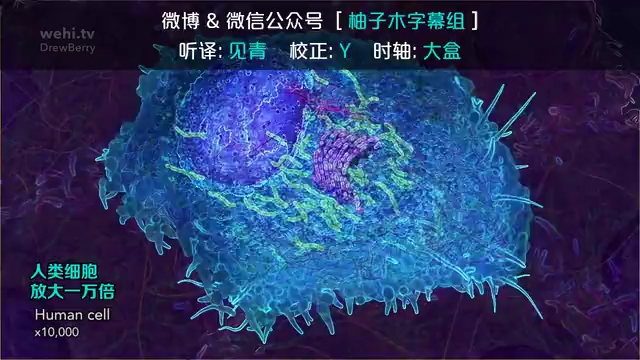 自用课堂教学视频,dna复制与rna转录哔哩哔哩bilibili