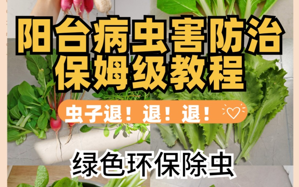 病虫害防治小妙招,手把手教你对付阳台虫害哔哩哔哩bilibili