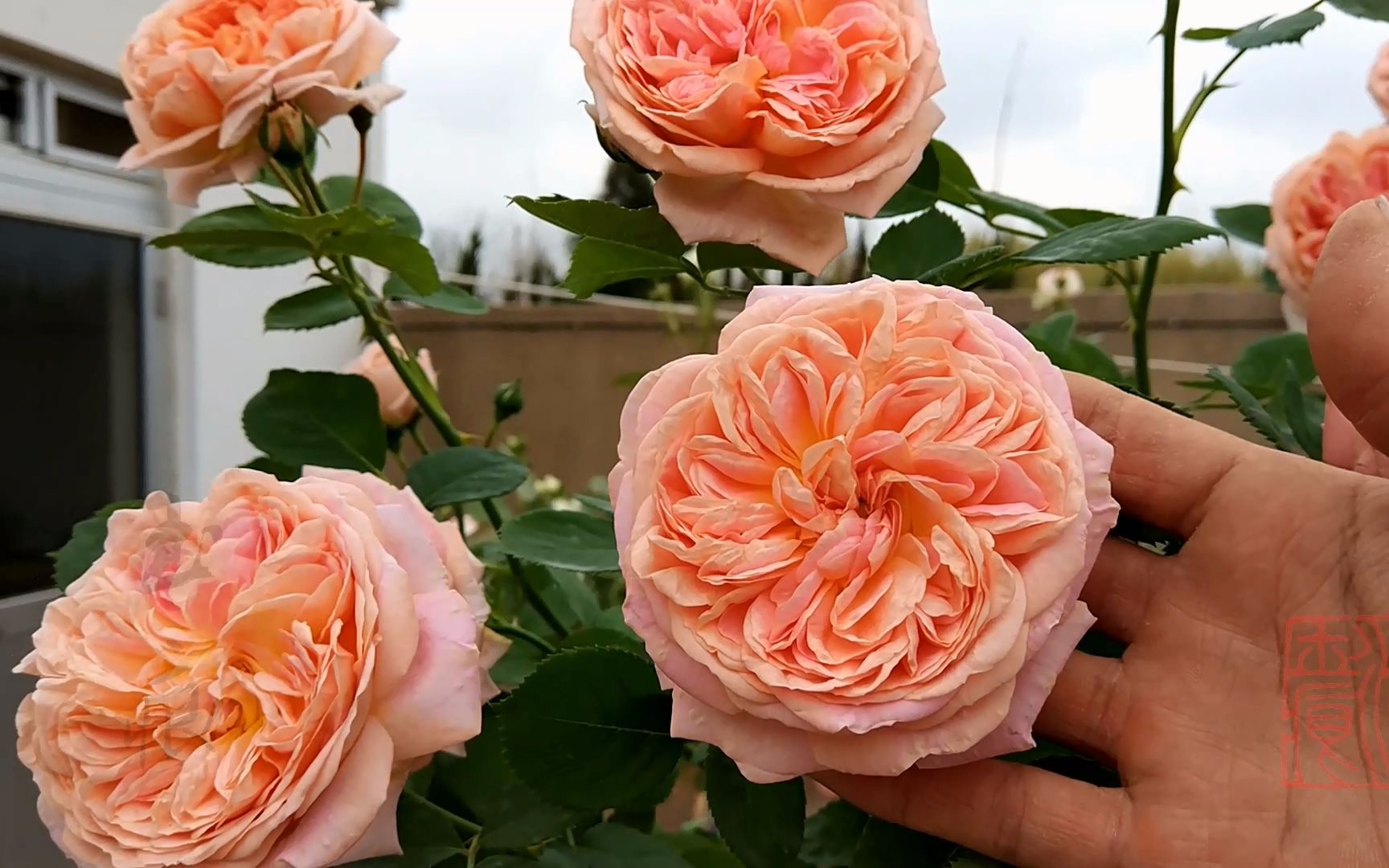 藤本月季炼金术士树状月季开花效果_哔哩哔哩 (゜-゜)つロ 干杯~-bili