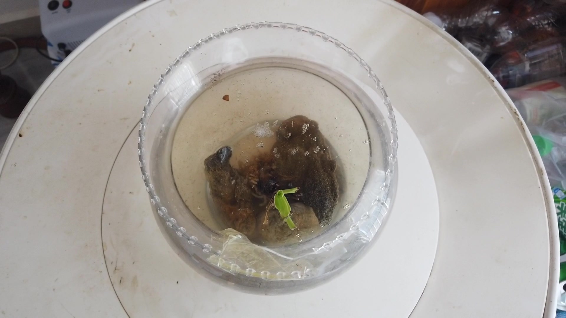 常见的鱼缸能将牛蛙蝌蚪饲养长大吗?第4天还活着吗?