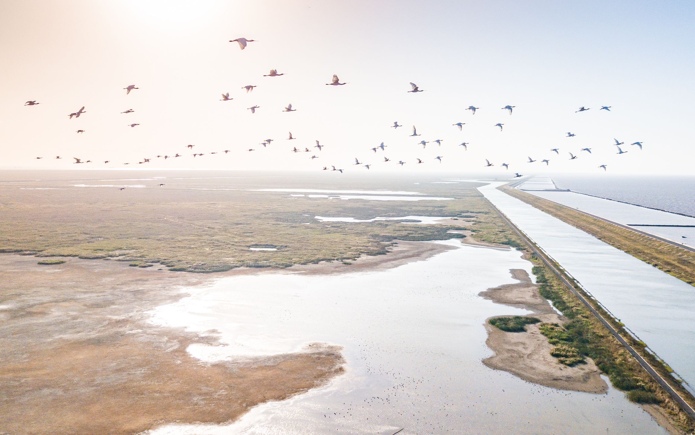 自制绝美大片,长江口新成陆区横沙东滩,2022年10月景观,水鸟迁徙