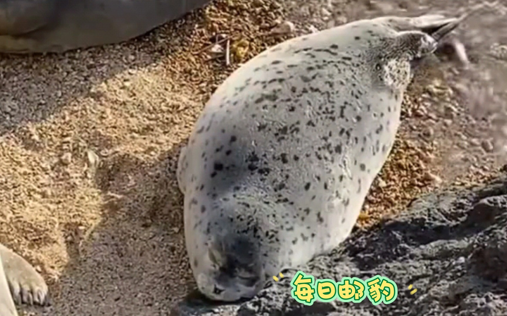 [图]"豹如其名，躺着也能赢的躺平豹！"