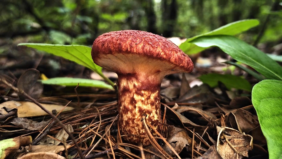 虎皮乳牛肝菌 suillus phylopictus——摄于昆明野鸭湖