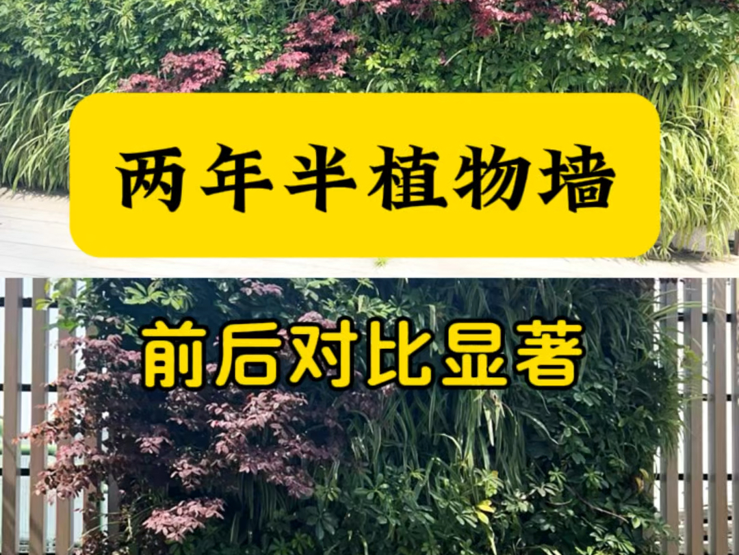 植物墙两年前后对比显著,这无疑得益于宏土内部丰富的营养基质.#生态修复 #固化纤维土 #护坡绿化 #边坡绿化 #植物墙哔哩哔哩bilibili