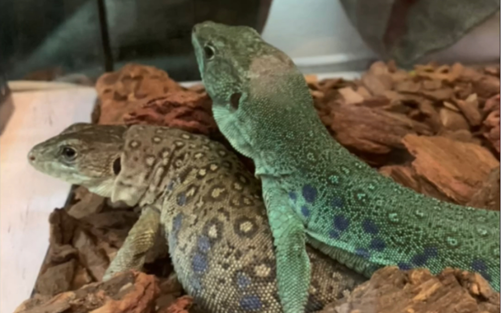 蓝斑珠宝蜥蜴产蛋