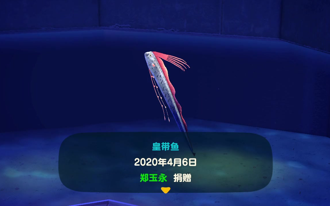 动物之森-手残党的第一条大鱼-皇带鱼