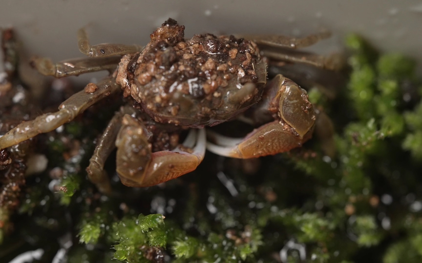 活动作品第一次养螃蟹一次性买了12只迷你辣椒蟹开箱