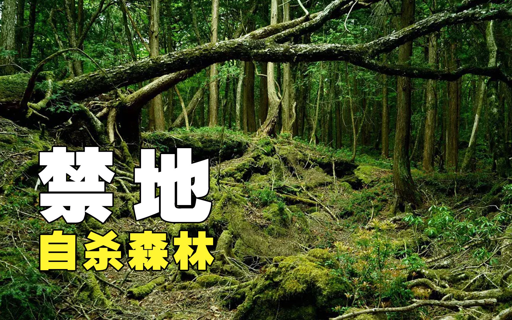 数百人在这里结束生命,日本的自杀圣地,竟源自一个