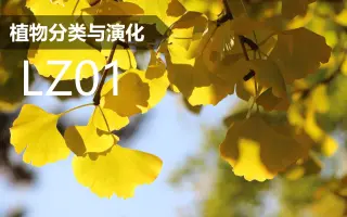 裸子植物 哔哩哔哩 Bilibili