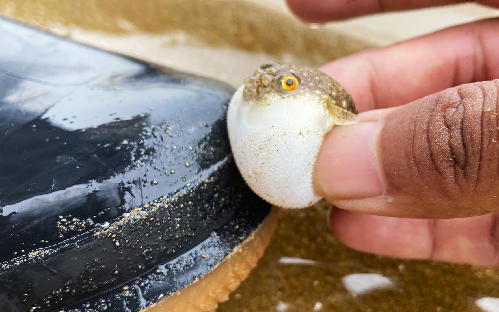 鞋有点脏,抓一只小河豚擦一下,回家还收到了朋友送来的食人鱼