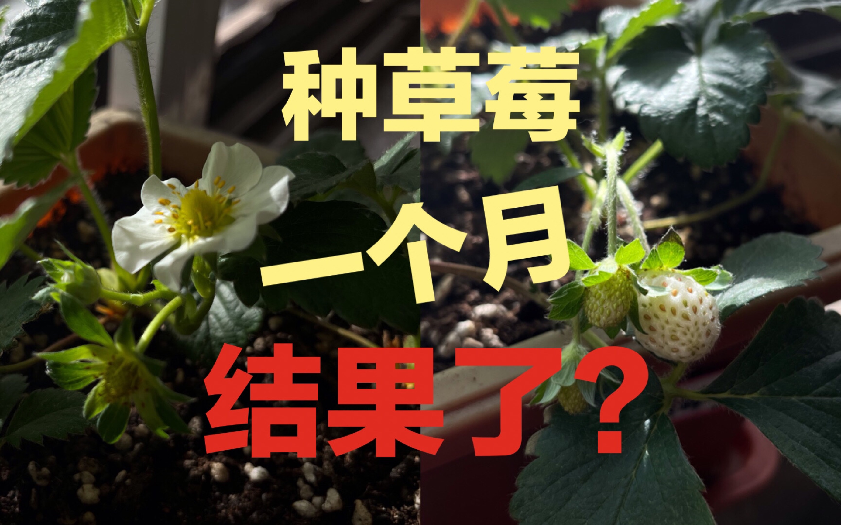 北京打工人在窗台种草莓|一个月草莓就结果了?|看看我的草莓苗们长大了多少!|2022年北方冬季栽培ep.06哔哩哔哩bilibili