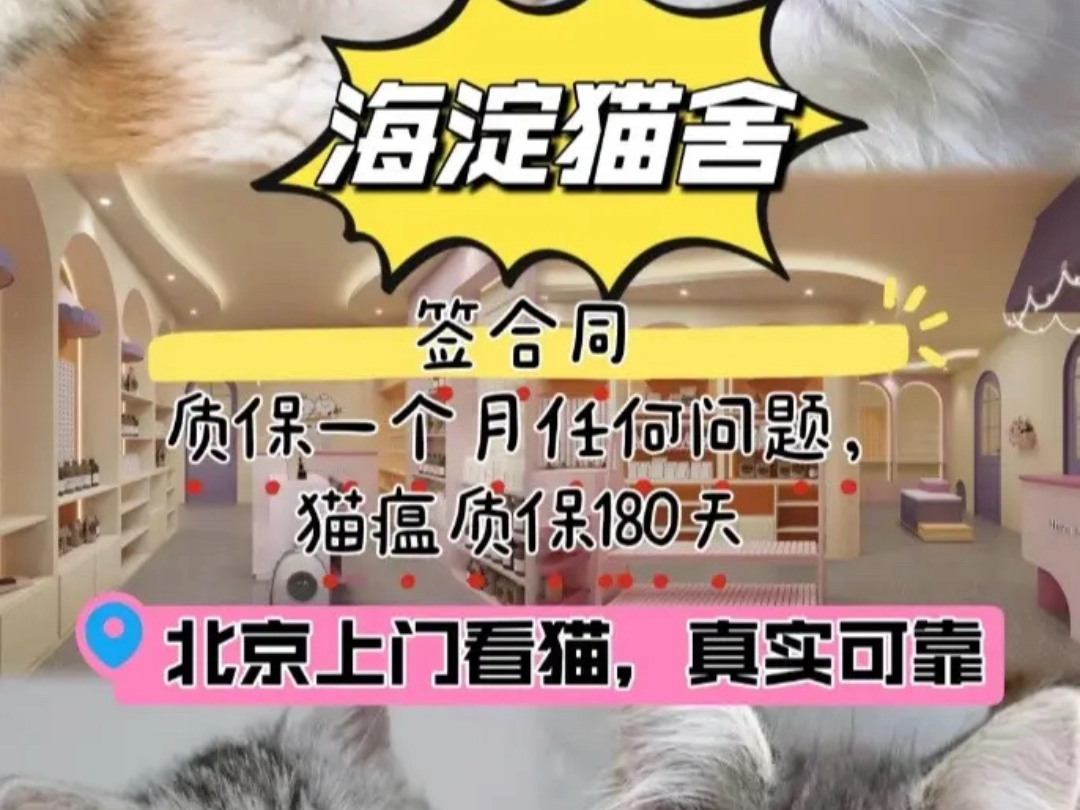 海淀猫舍推荐哔哩哔哩bilibili