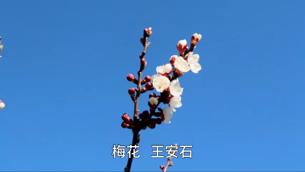 梅花 北宋 王安石哔哩哔哩bilibili