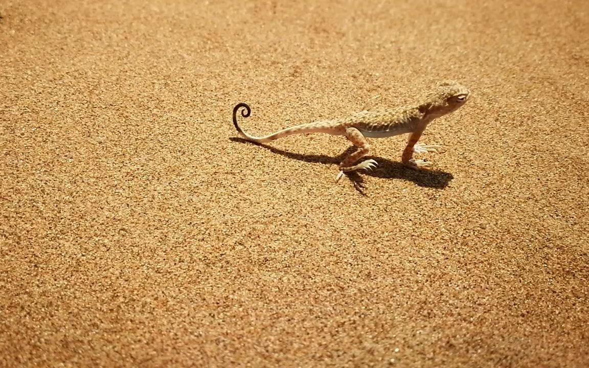 沙漠壁虎