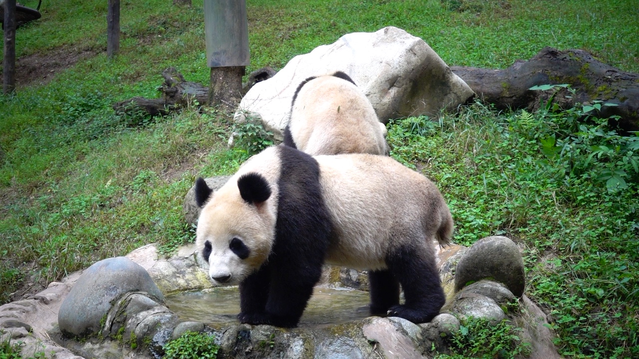 熊猫carina深深图片