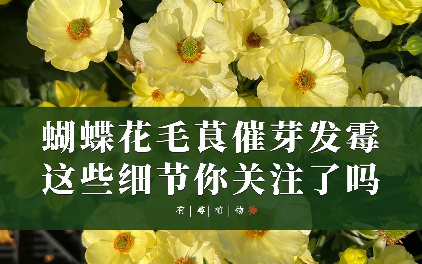 蝴蝶花毛茛催芽发霉 这些细节你关注了吗哔哩哔哩bilibili