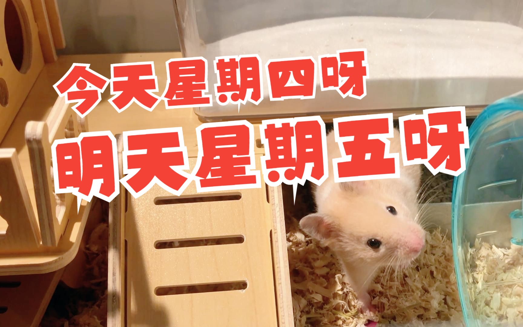 今天星期四 明天星期五