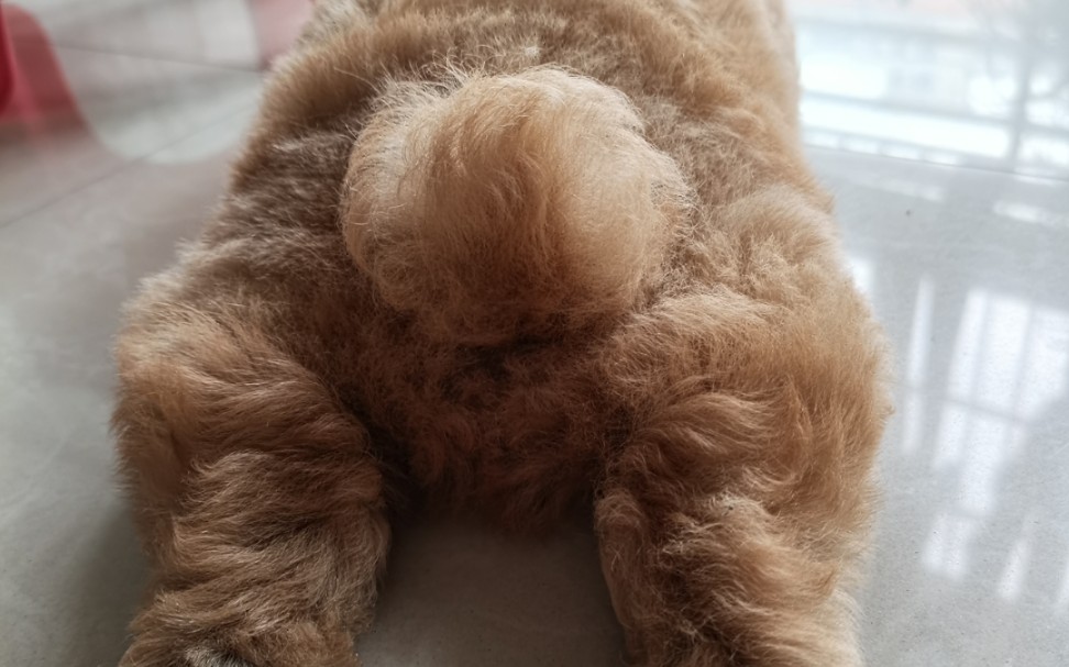 狗子也有兔尾巴开关