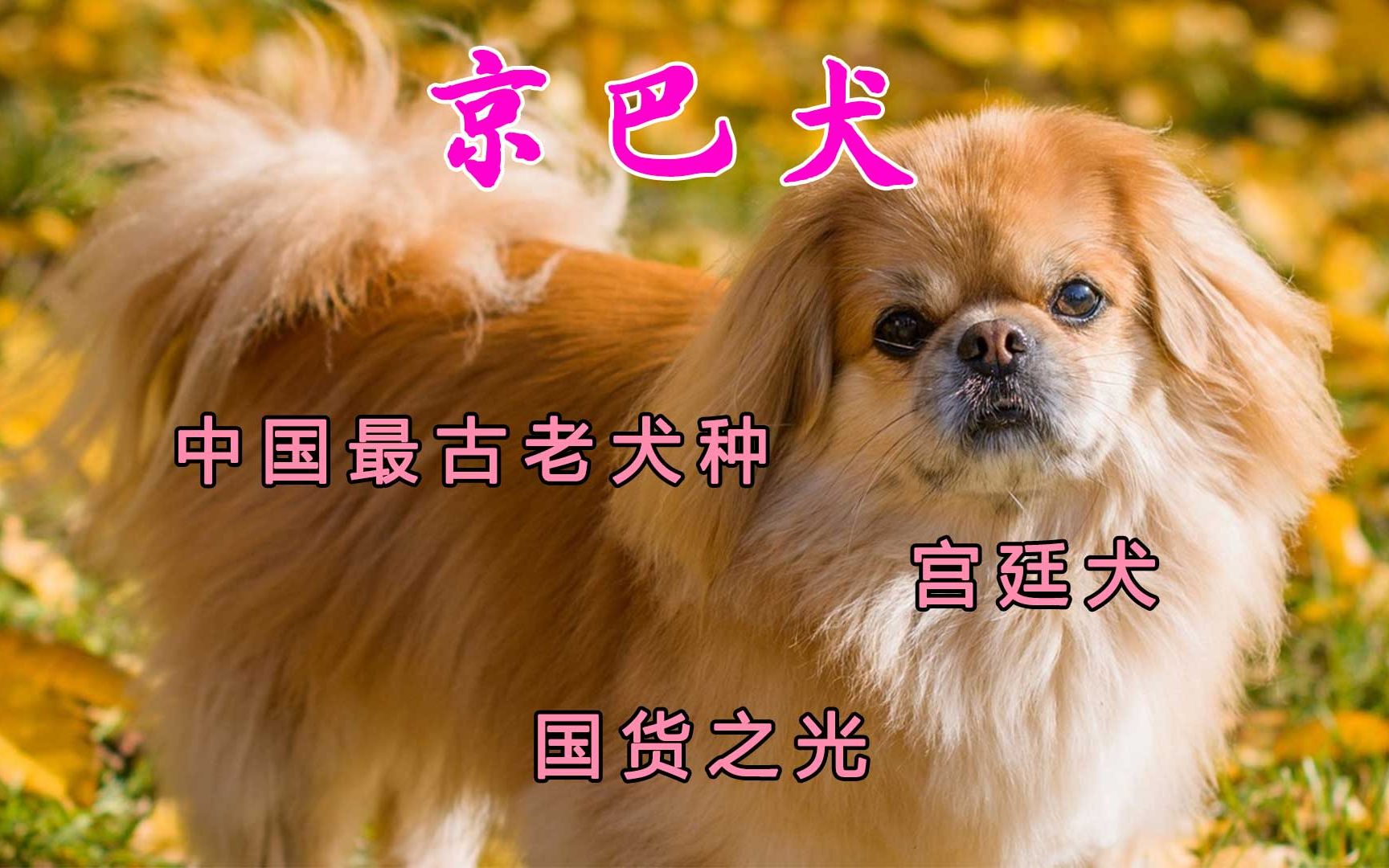 京巴犬纯纯国货之光,以前只有皇宫才能饲养,中国最古老犬种,只是现在饲养者越来越少了哔哩哔哩bilibili