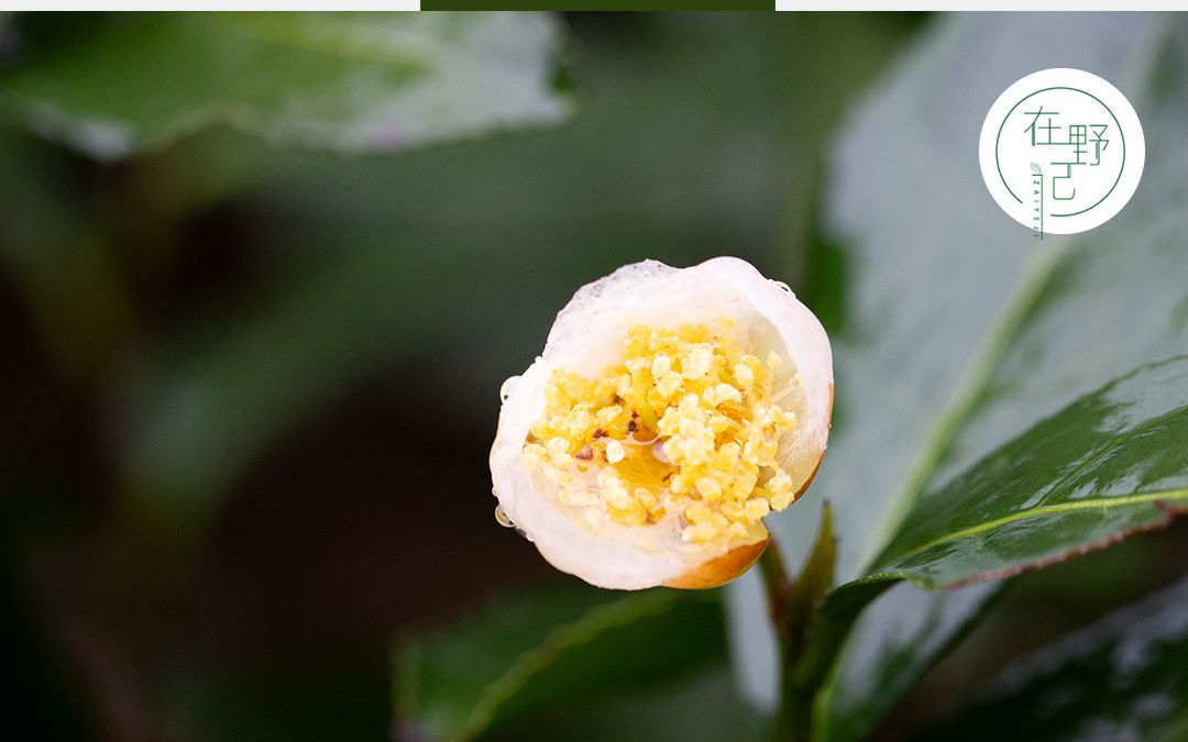 茶花,不是山茶花,而是茶树开的花,你见过吗?哔哩哔哩bilibili