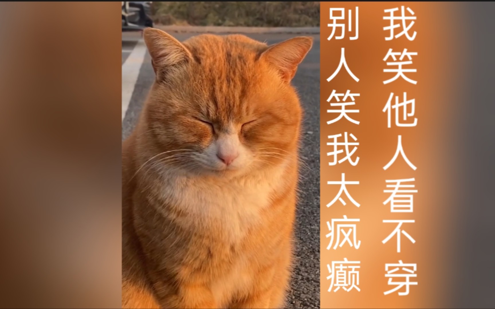 猫:别人笑我太疯癫,我笑他人看不穿