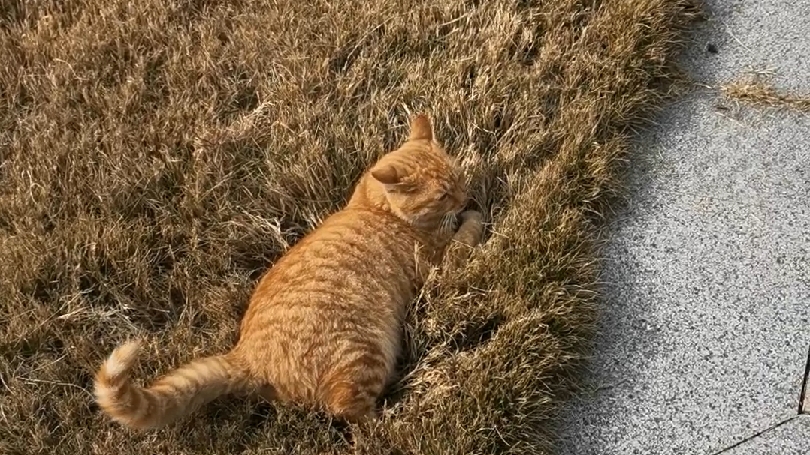 小橘猫猪咪躺在草地上嘟囔着晒太阳哔哩哔哩bilibili