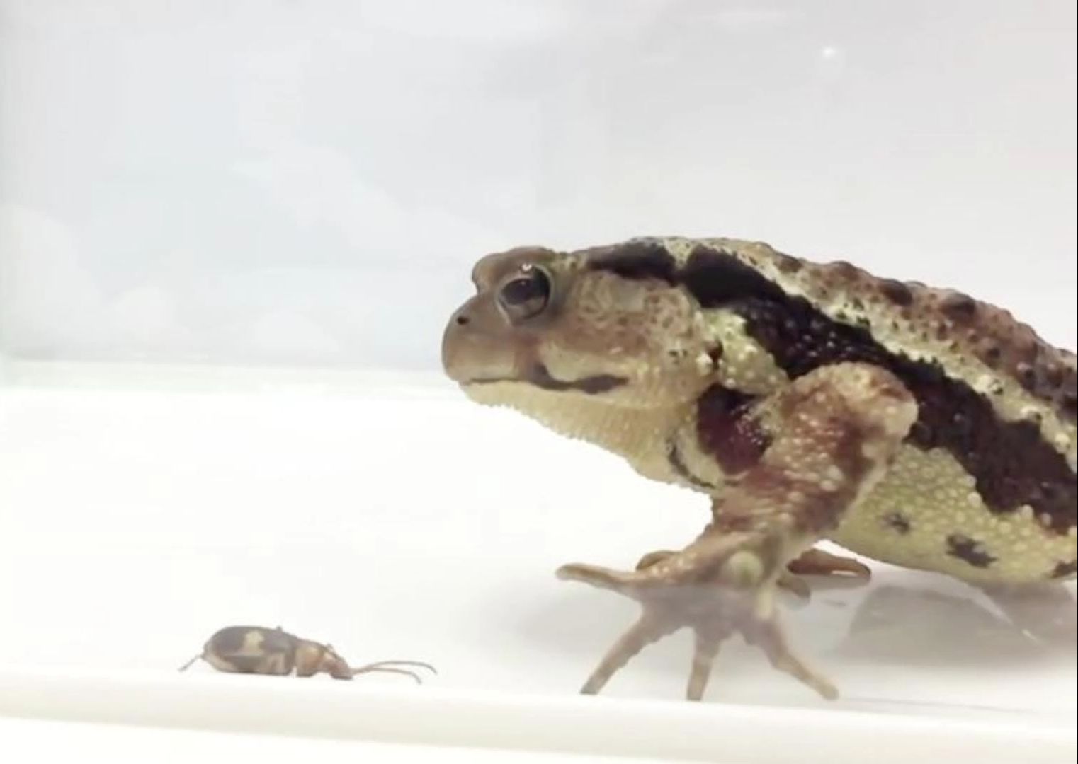 蛤蟆一口吞下打屁虫,生化炸弹直接在蛤蟆体内爆开,镜头拍下全程