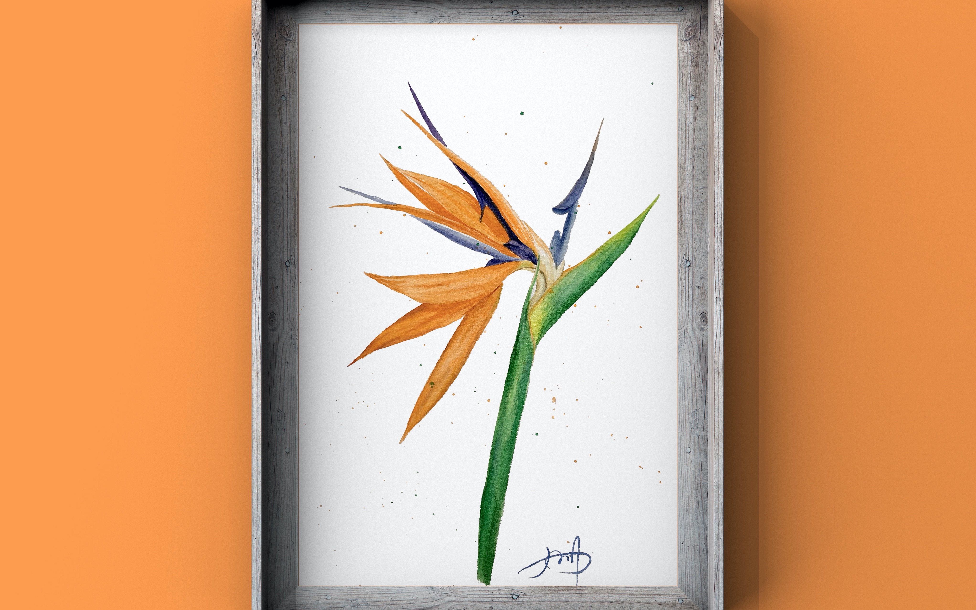 【水彩】第16周,快速画一支天堂鸟