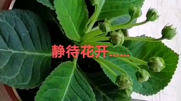 [图]芙蓉花开……