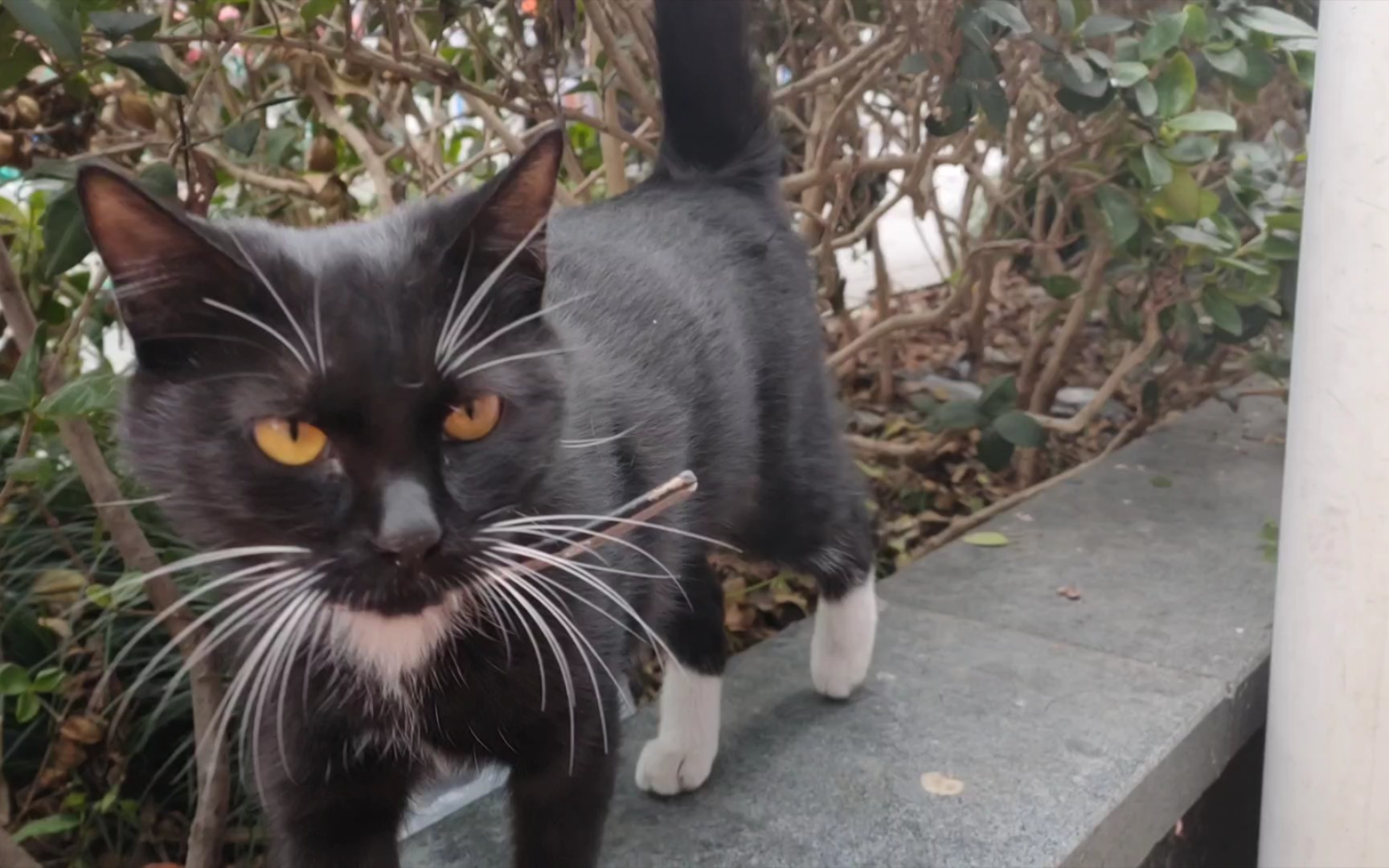 白手套黑猫大佬