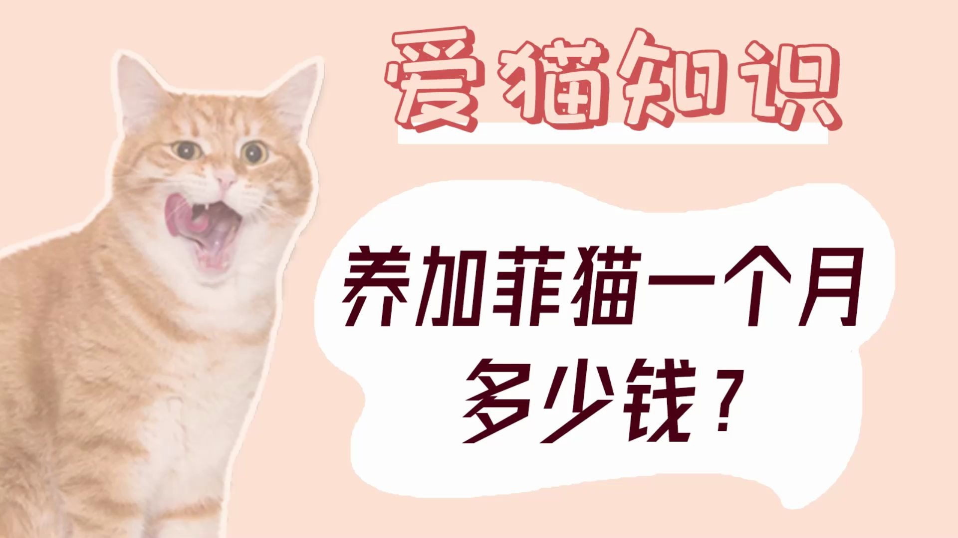 养加菲猫一个月多少钱?哔哩哔哩bilibili