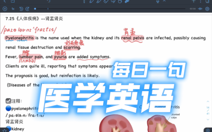 【每日一句医学英语】pyelonephritis 肾盂肾炎哔哩哔哩bilibili