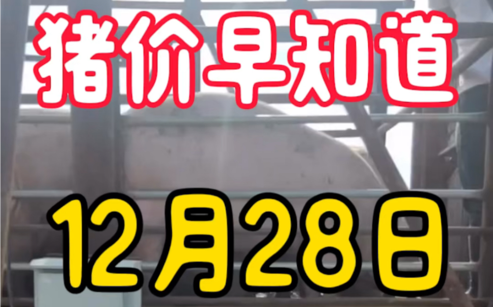 猪价通知:明日12月28号全国最新生猪价格哔哩哔哩bilibili