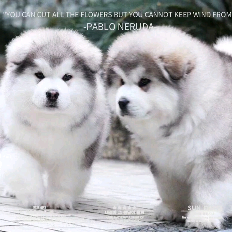 阿拉斯加的天堂