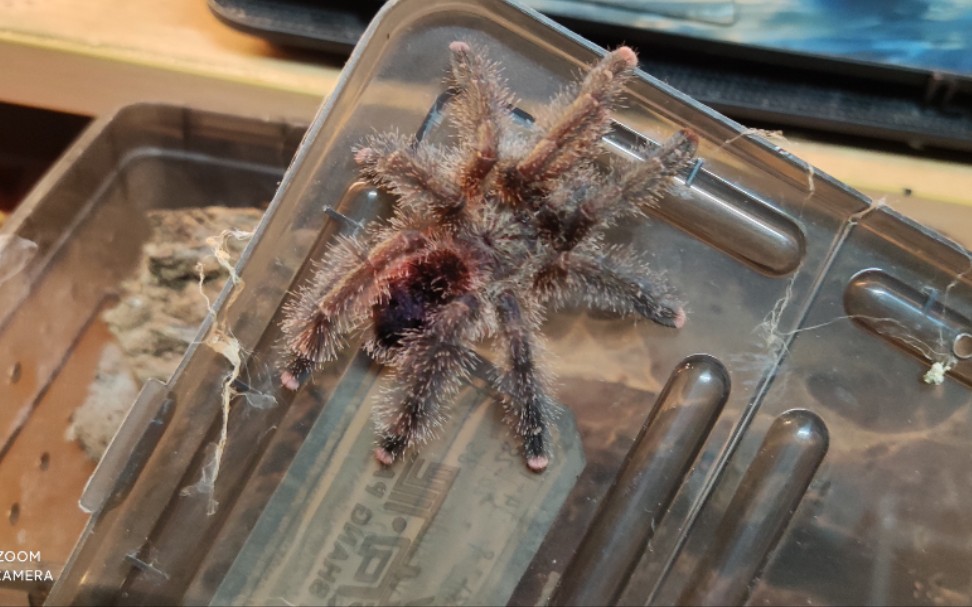 亚马逊粉趾的土发霉了,换一下窝._哔哩哔哩_bilibili