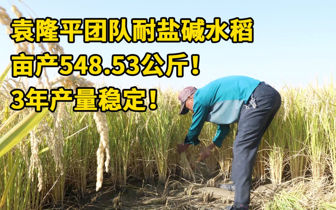 袁隆平团队耐盐碱水稻收割:亩产548.53公斤,3年产量稳定哔哩哔哩bilibili