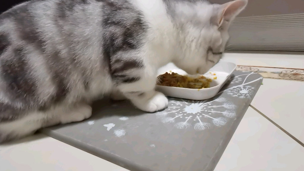 小猫咪干饭