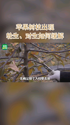 苹果树枝出现轮生、对生如何缓解来源:央视三农哔哩哔哩bilibili