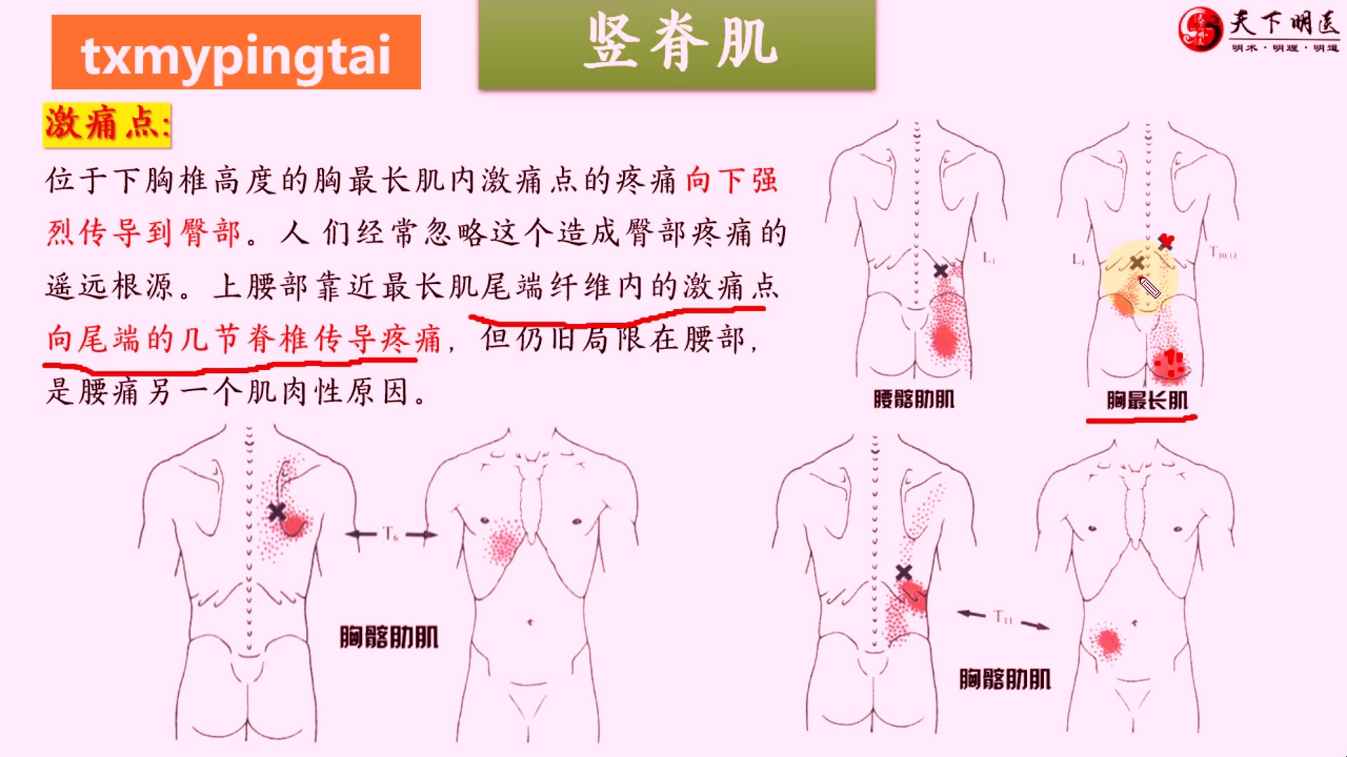 竖脊肌 3d解剖