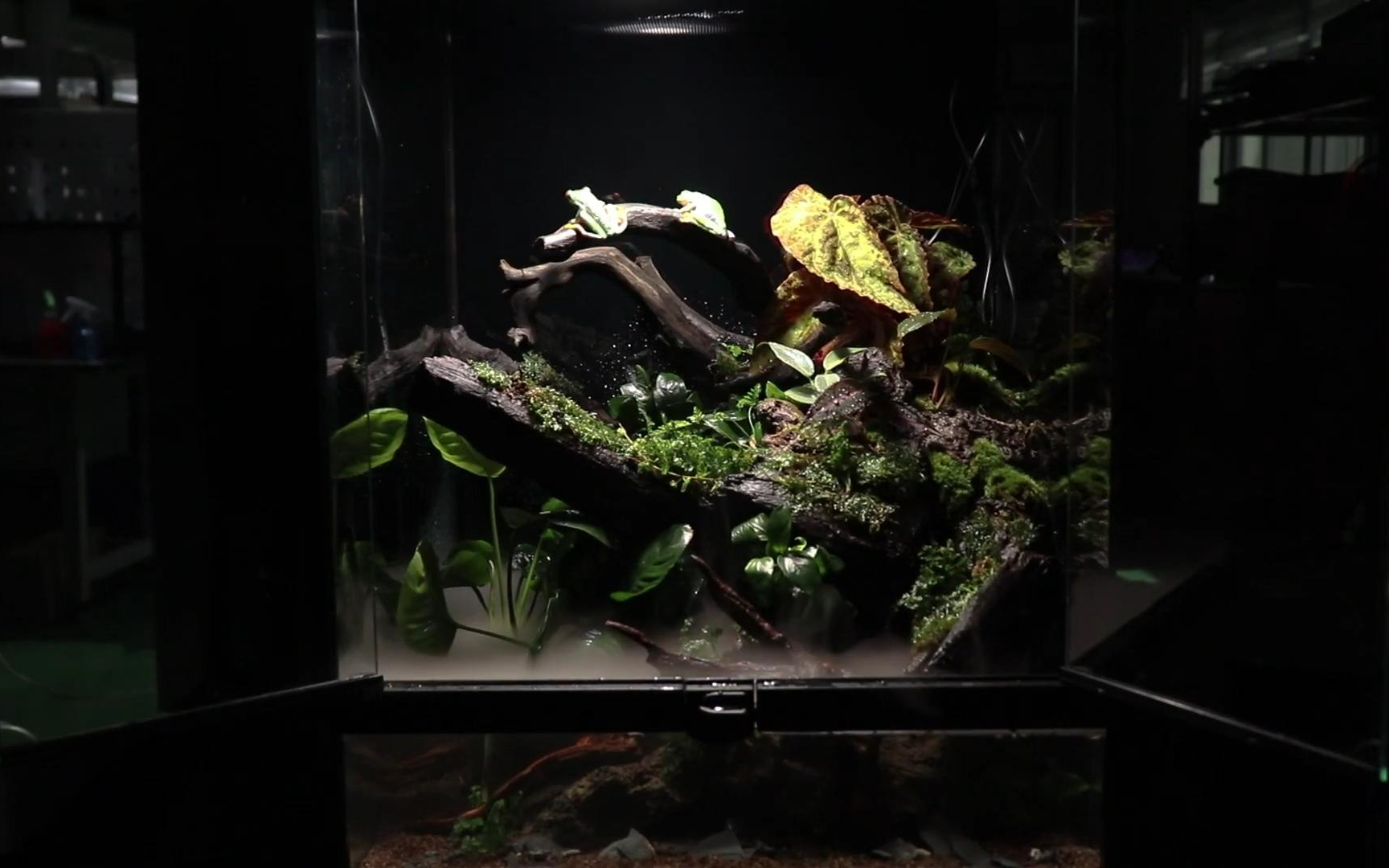 雨林造景一个简单快速的红眼树蛙水陆缸biotopegallery