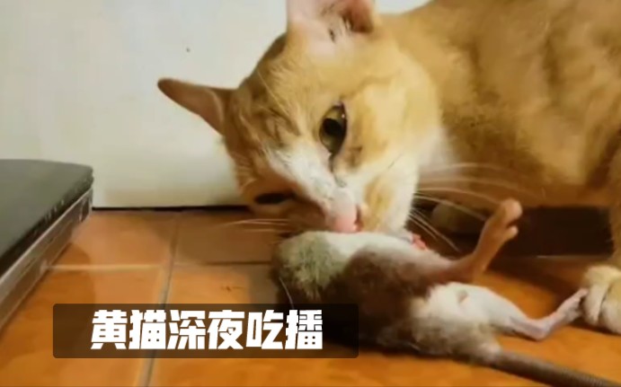 橘猫深夜吃大老鼠嘎嘭脆,猫咪吃播现场实录哔哩哔哩bilibili