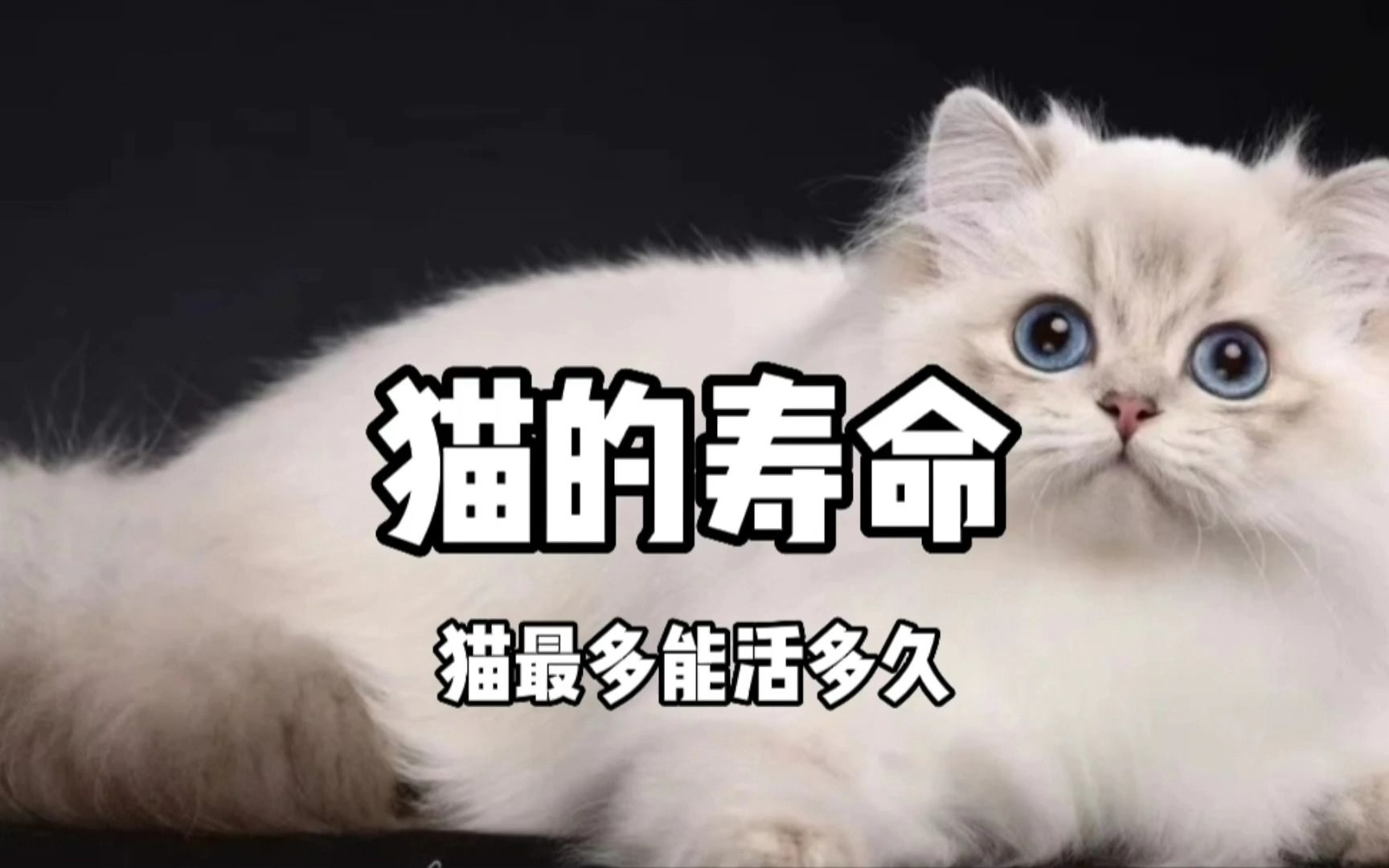 猫的寿命一般有多长时间?看完后更爱猫了!哔哩哔哩bilibili