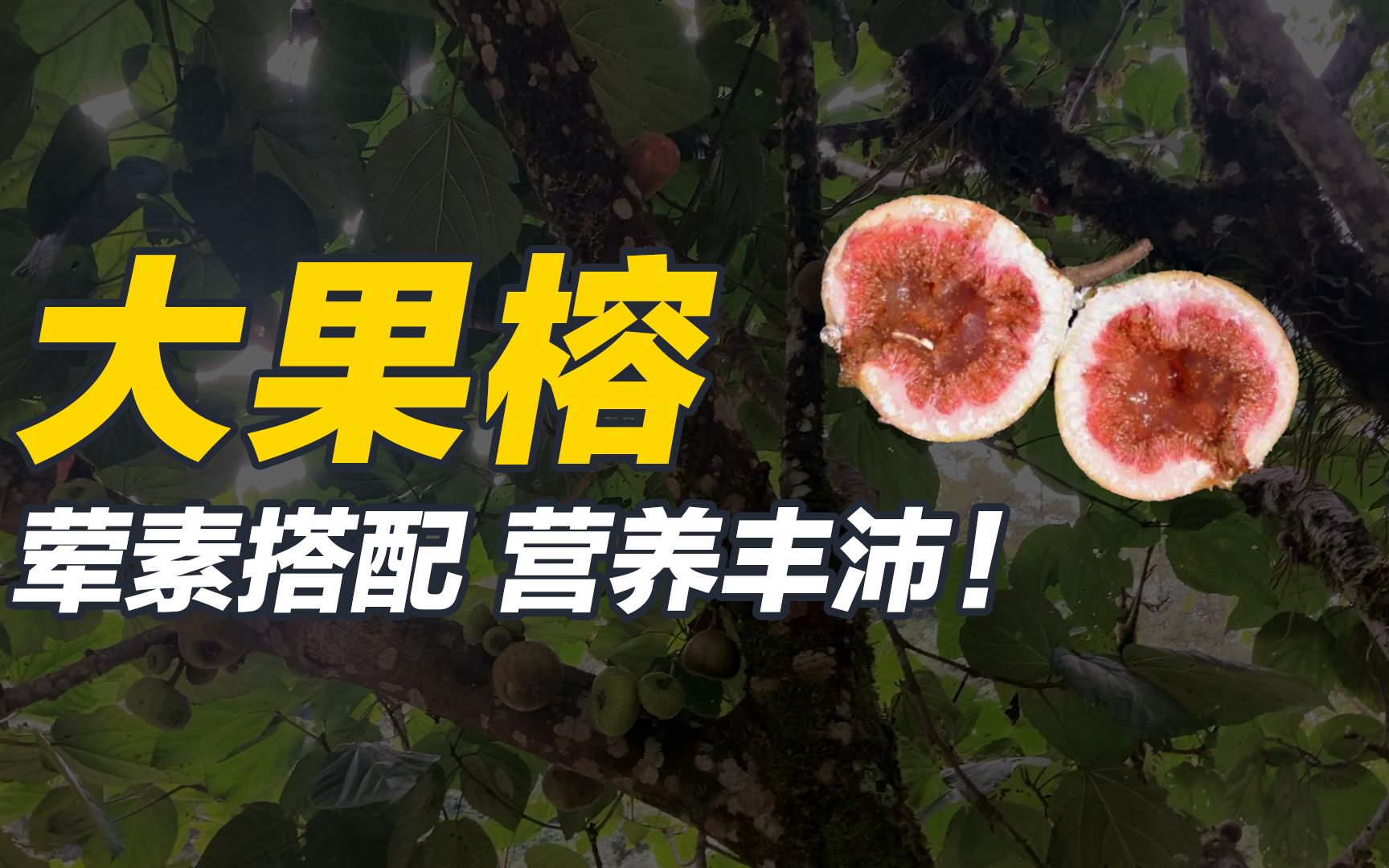 虽然大果榕的榕果肉眼可见地有点“荤”,但是我实在忍不住下嘴了……-讲植物的顾有容-讲植物的顾有容-哔哩哔哩视频