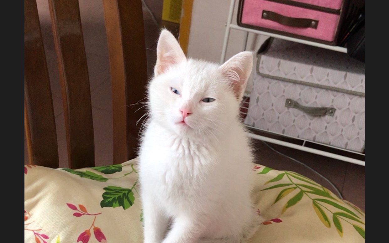 白猫咪仿佛是上了一节高数课,站着睡