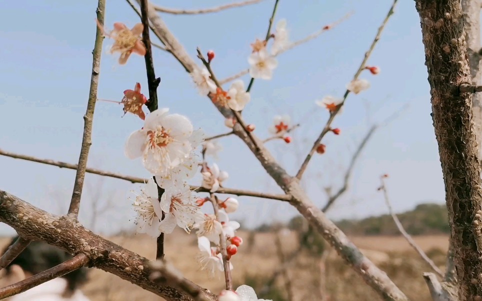 红梅花开哔哩哔哩bilibili