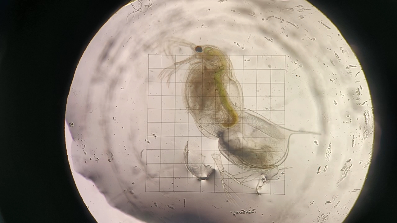 带你走进大型溞的生活