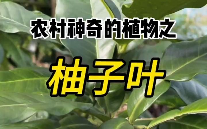 柚子大家经常吃的吧!但是柚子叶你了解它吗?哔哩哔哩bilibili