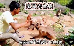 Video herunterladen: 猴子有多嚣张下场就有多惨，三哥不停地扇猴子耳光太解气了