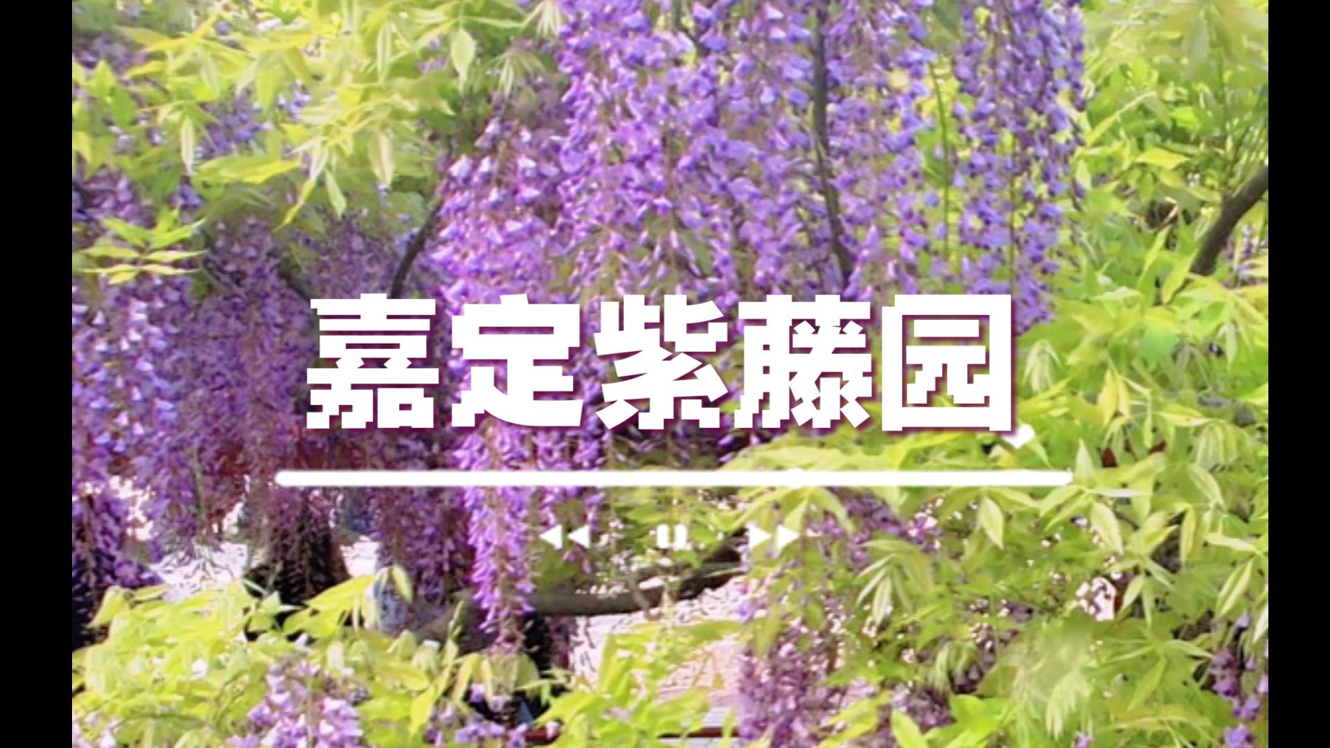 紫藤花开,微风中舞动,花开如梦,人生若初.哔哩哔哩bilibili