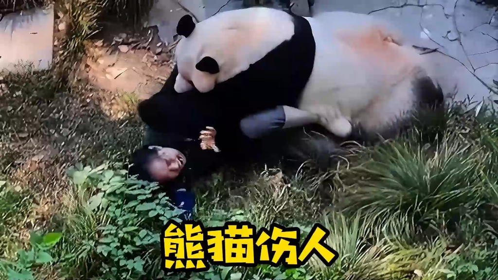 重庆动物园发生熊猫伤人事件
